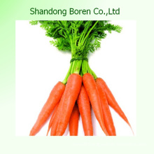 2015 Fresh Baby Carrots From Shandong China